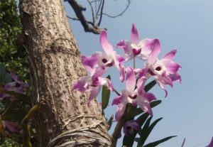 orquidea-da-Amazonia – RedeAPI